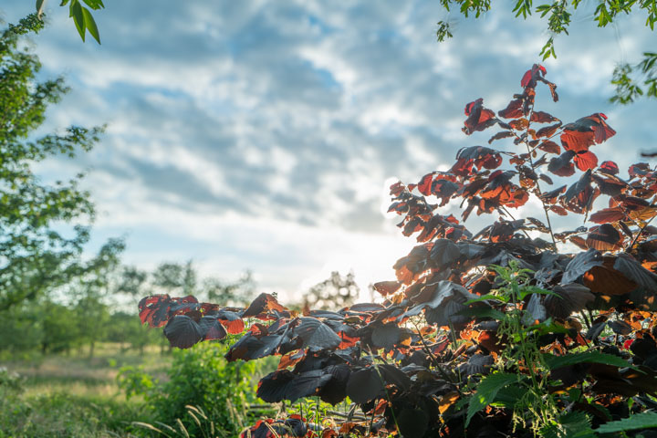 After Lens Blur